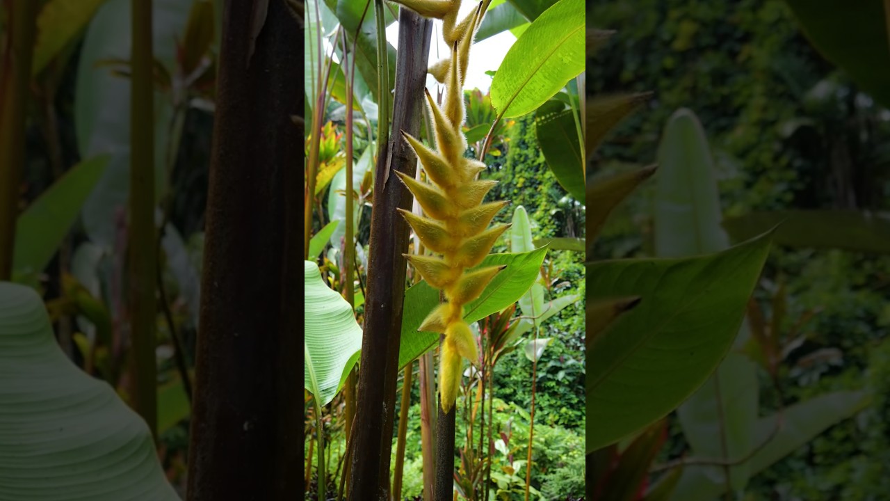 Shogun Heliconia (Heliconia xanthovillosa): A Tropical Marvel in Bloom