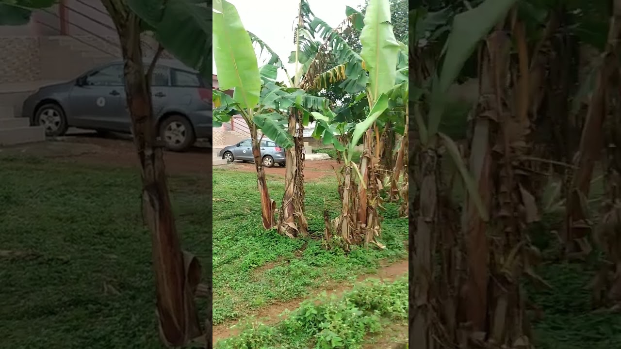 Bodomase. #wodemaya #Ashantiregion#kumawu #ghana #lifeinafrica #ghananews #african_life