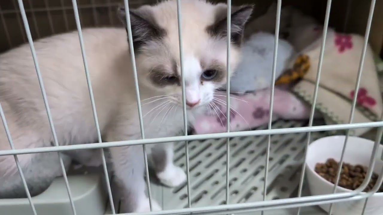 子猫のキキとララです！
