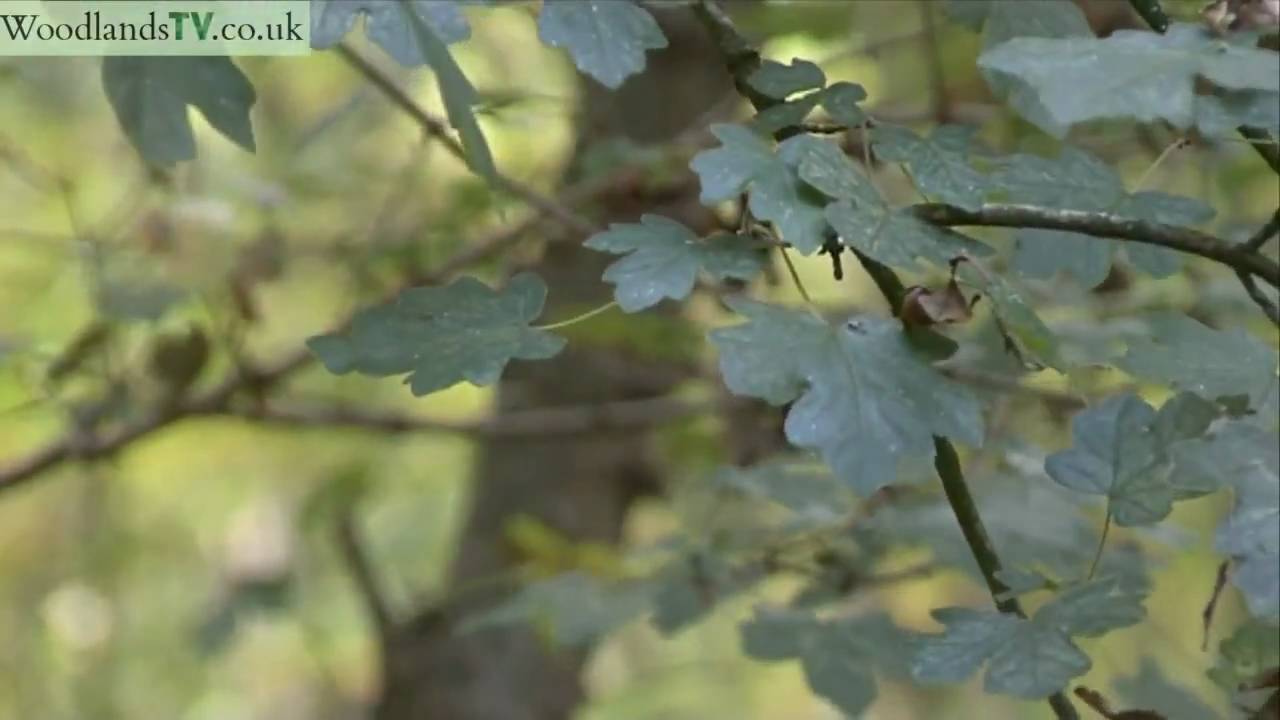 Native Field Maple in woodland
