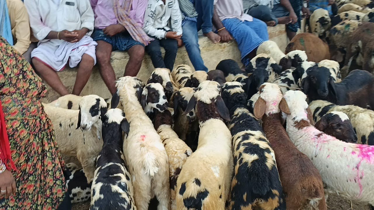 guntur nallapadu sheep market | macharla sheep kids