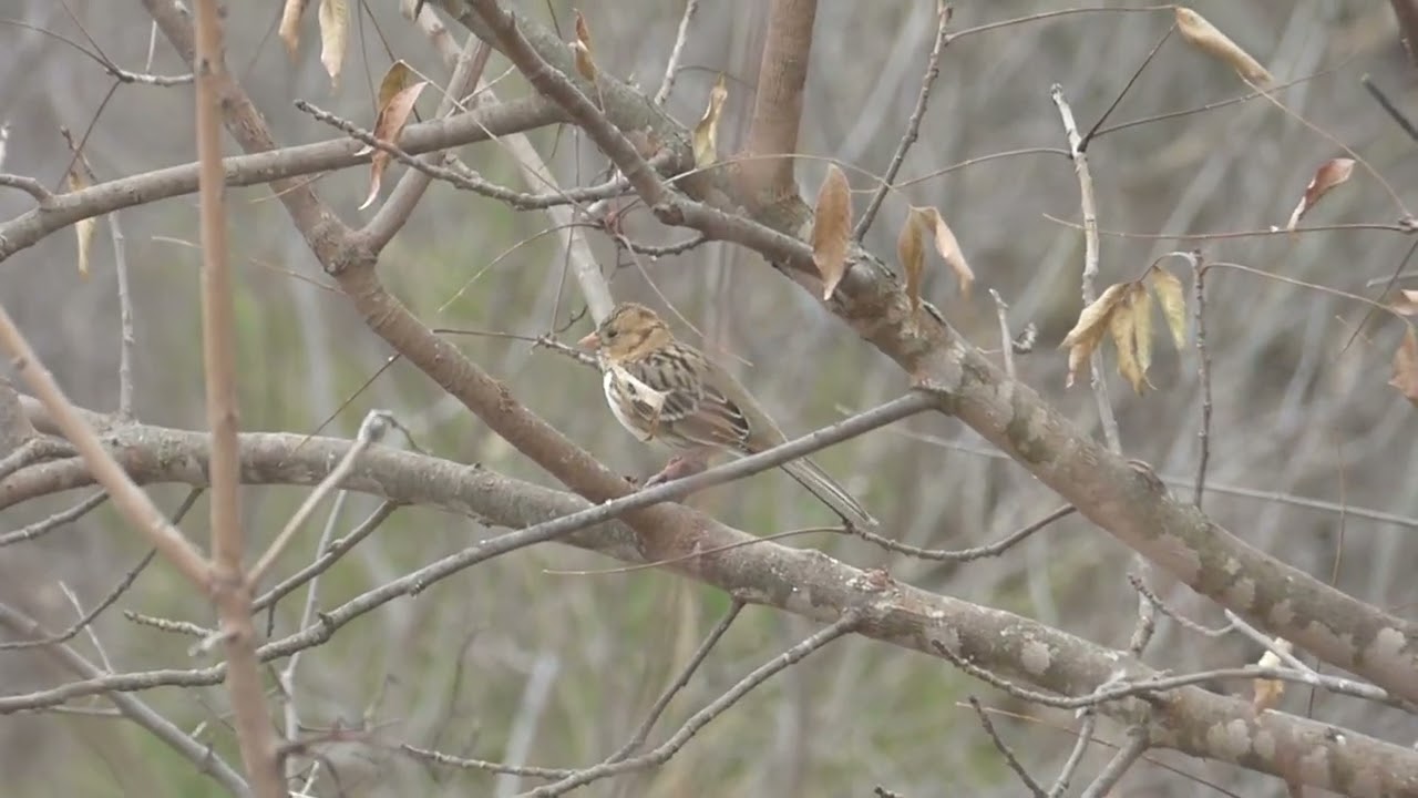 sparrows and robins (HD)