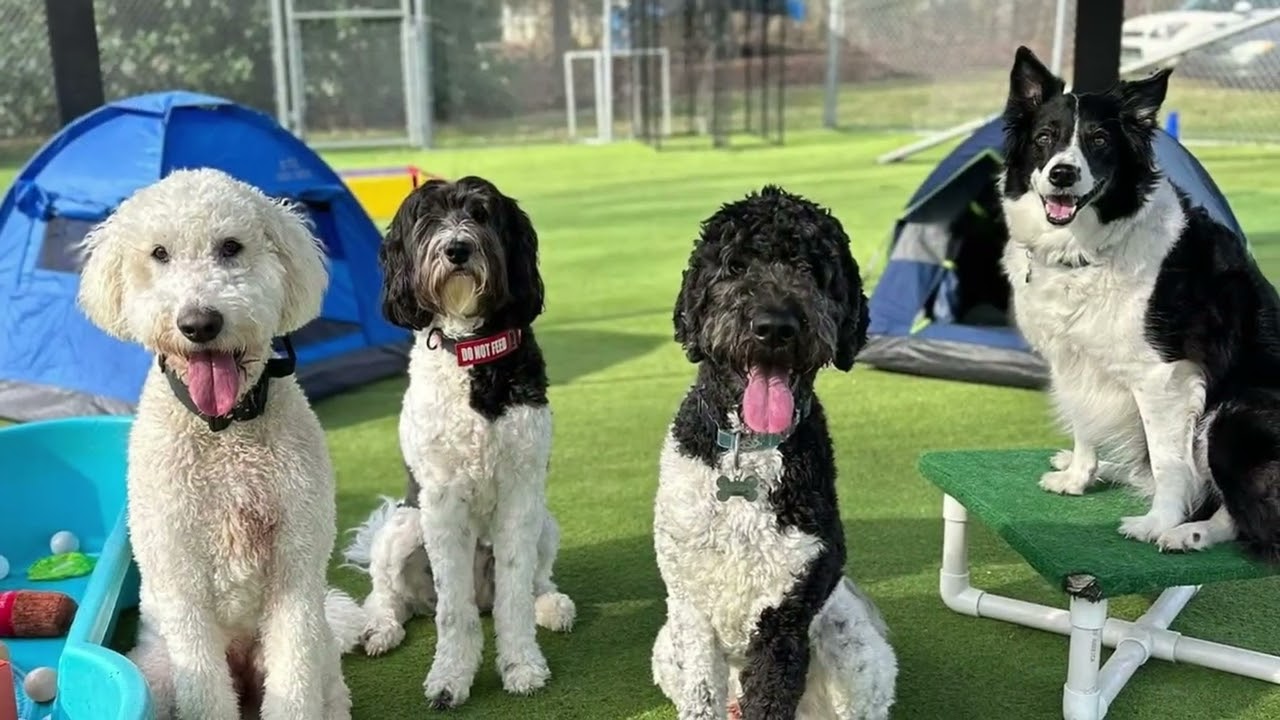 2026 Week 9 How to stop dog overstimulation in Dog Day School 🏫 