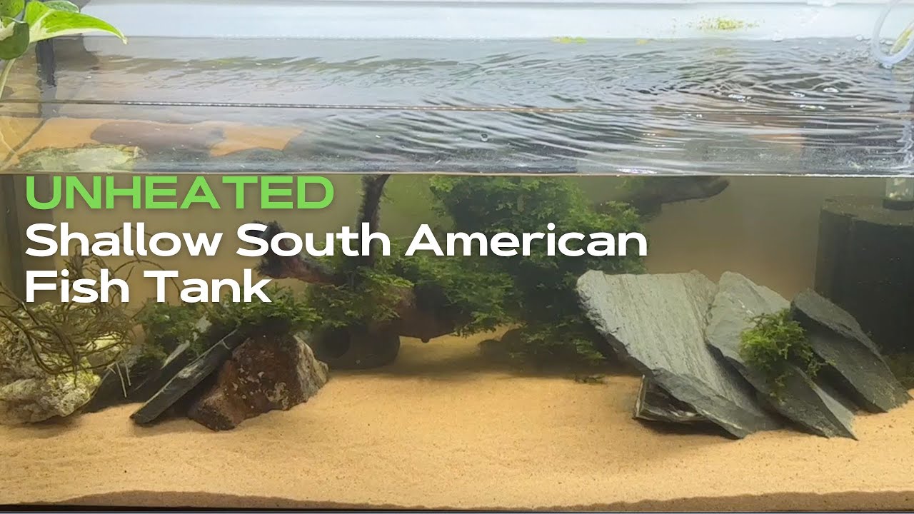 UNHEATED Shallow South American Fish Tank