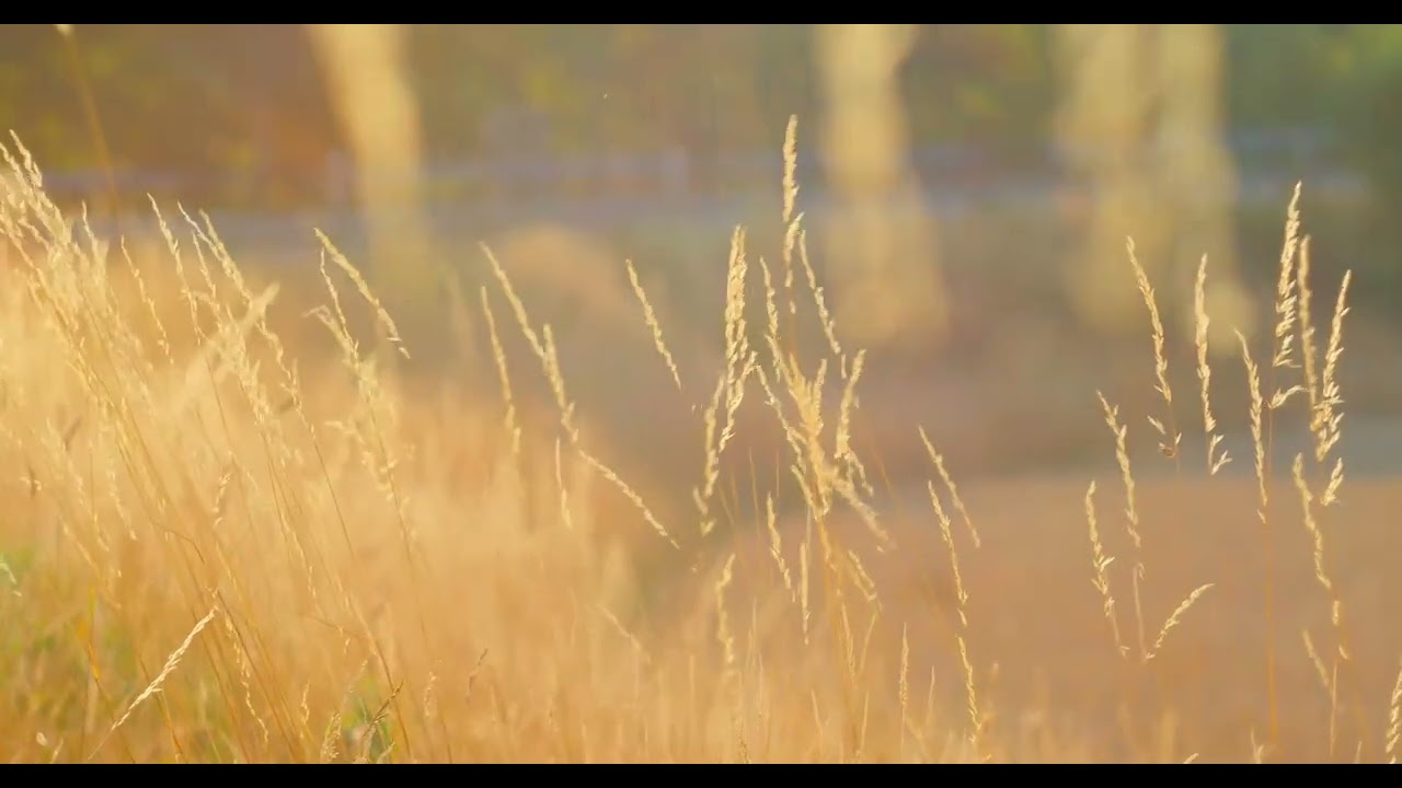 Ember Leaves — 2 Hours of Autumn Lofi Study & Coding Music No Lyrics | CloudChillFM