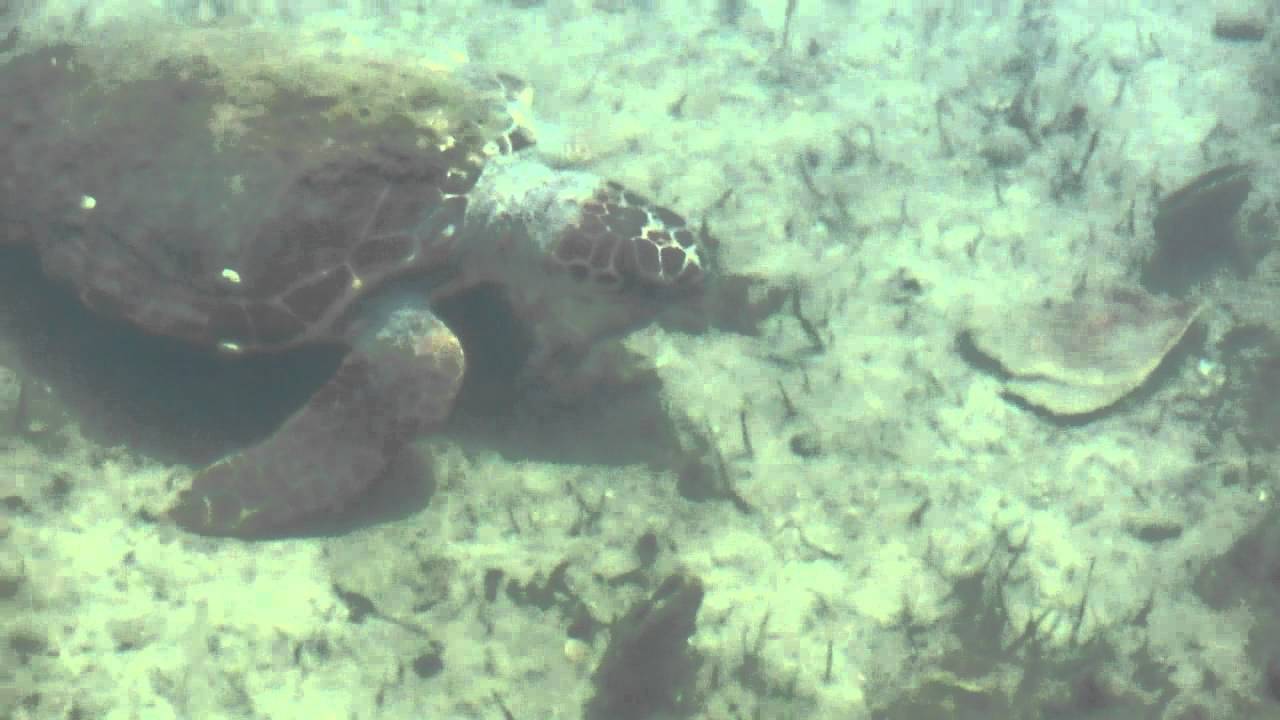 Turtle near Drapano Bridge
