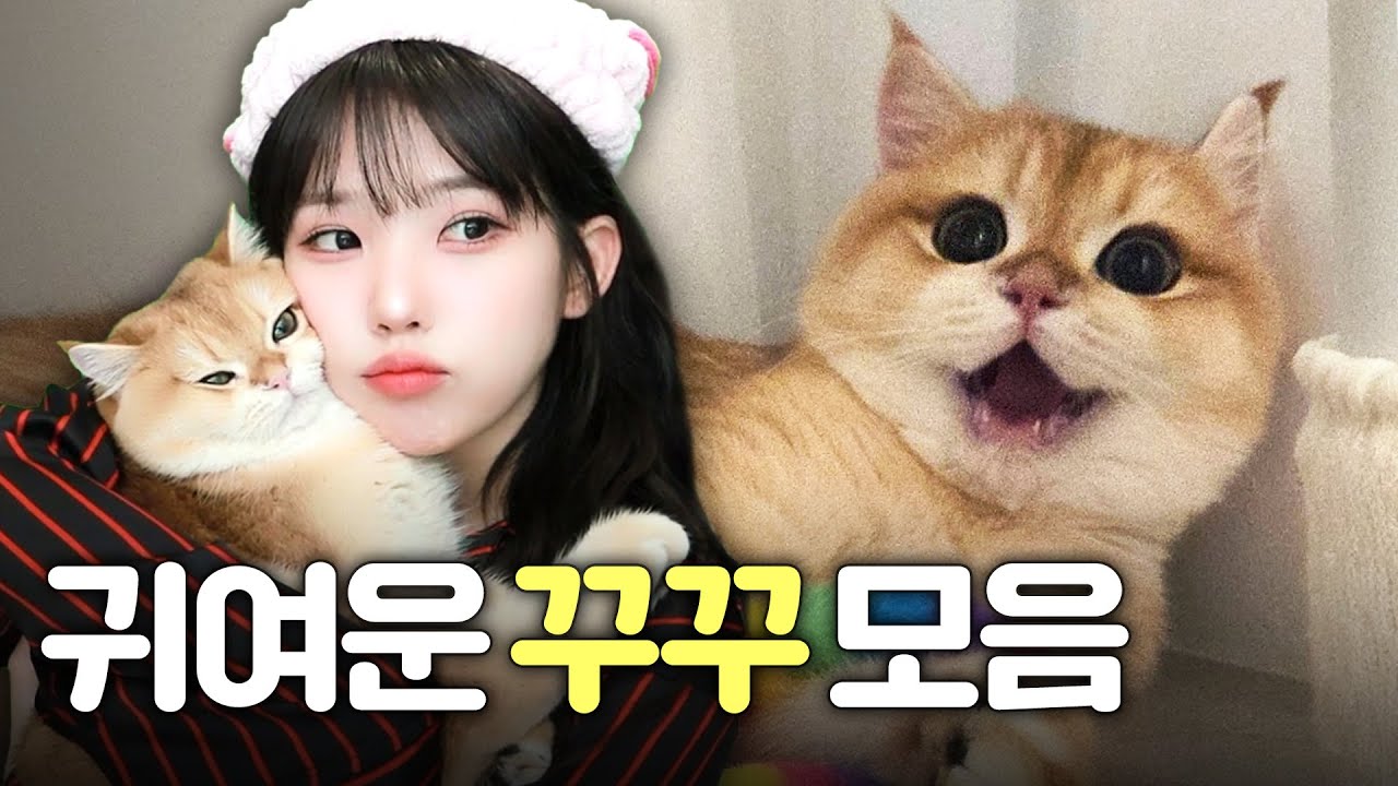 여러분들이 그토록 원하던 귀여운 꾸꾸 모음집