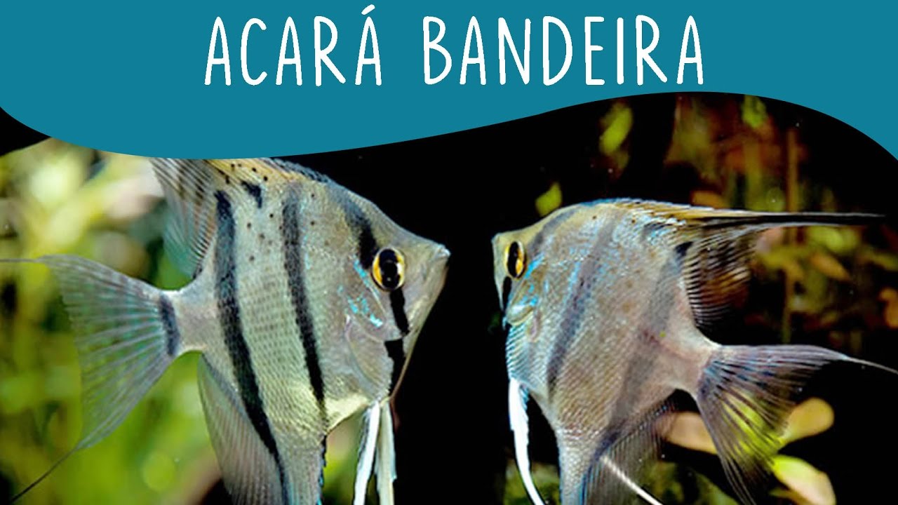 Acará Bandeira - Minha Fauna