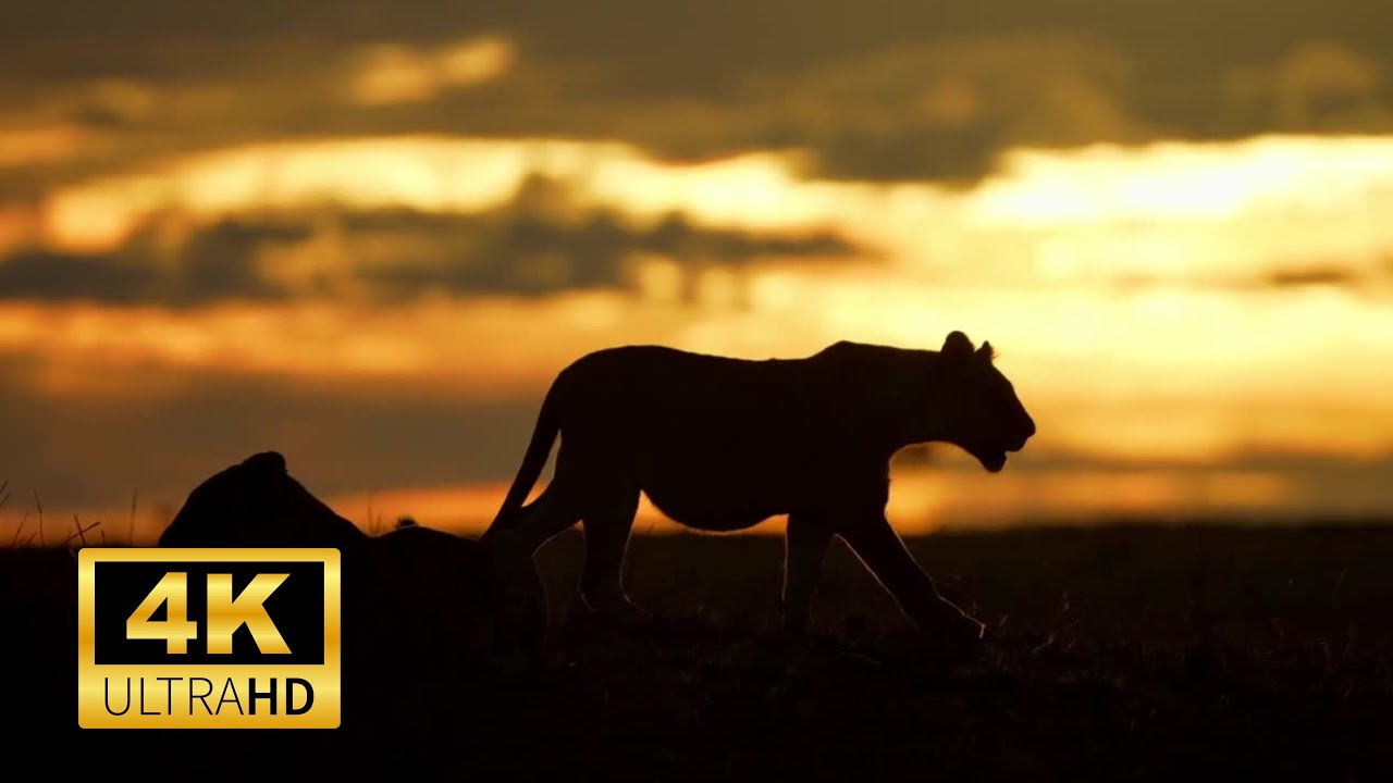 Lion Walking Video || 4K Video || No Copyright Video || Forest ||