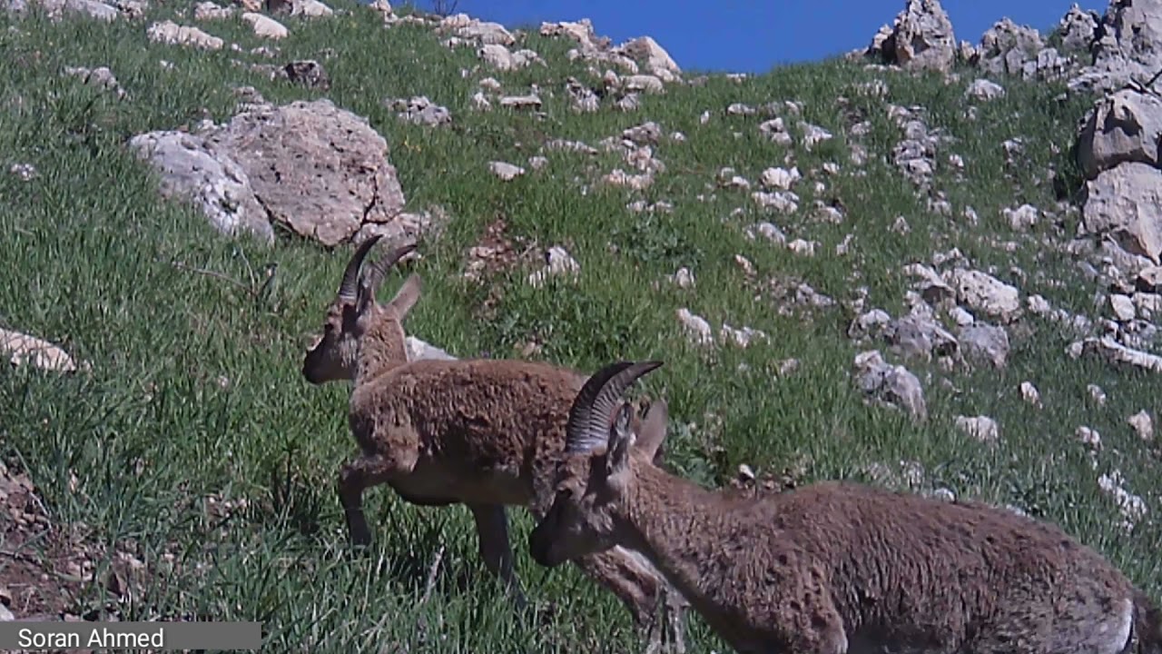 Bezoar ibex - Capra aegagrus