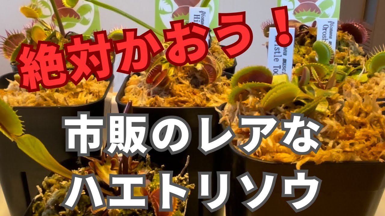 ［レアハエトリソウがたくさん！］食虫植物ハエトリソウのレアキャラを沢山集めました！