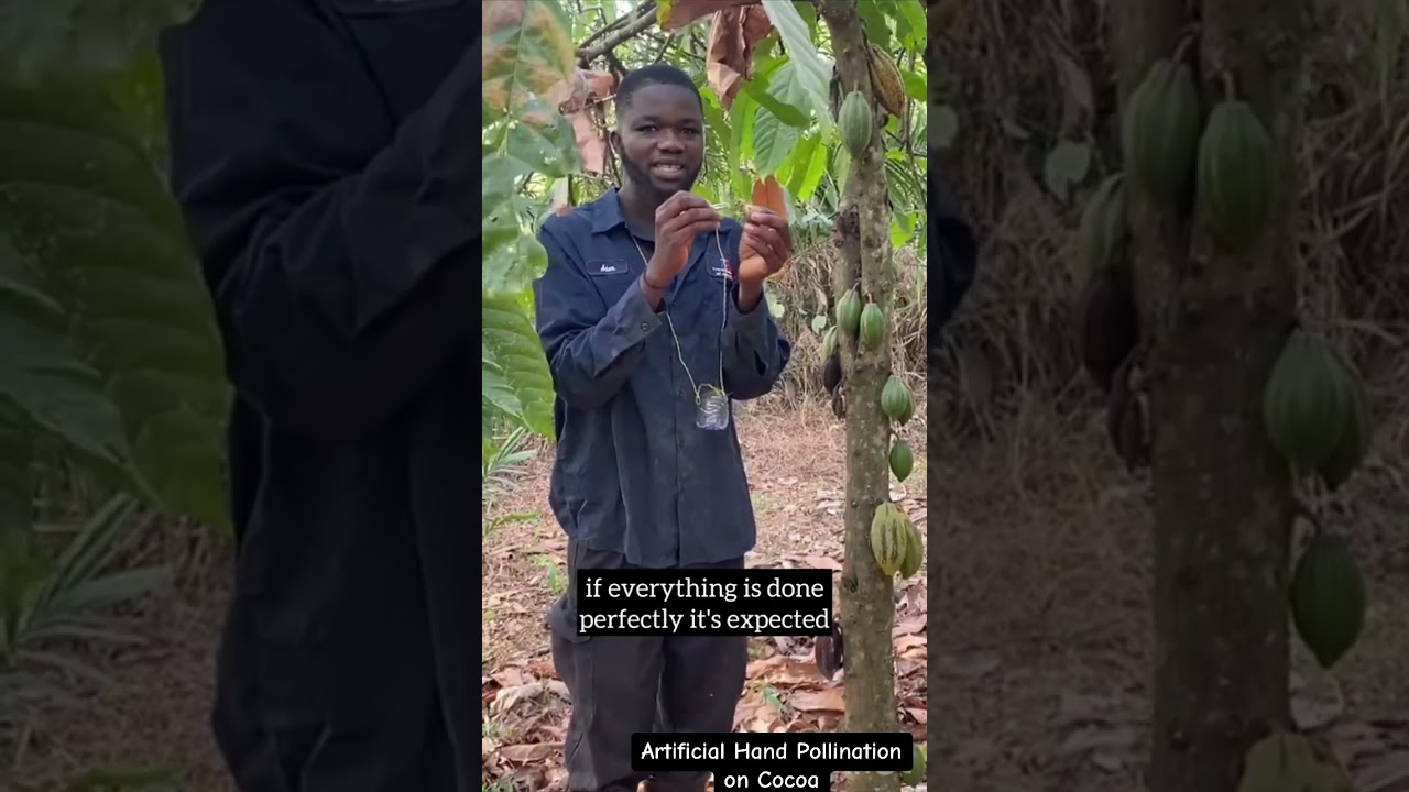 HOW TO PERFORM ARTIFICIAL HAND POLLINATION ON COCOA TREES.