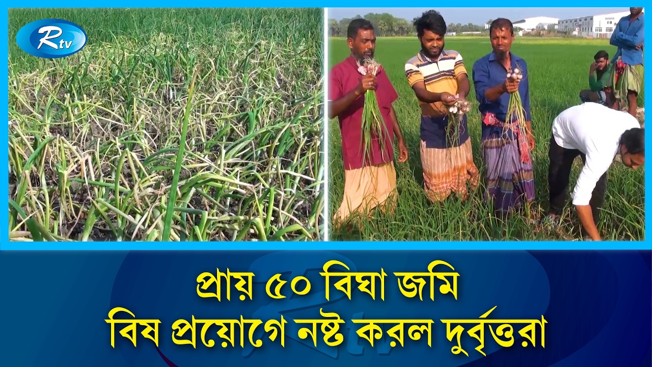 রাতের আধারে বিষ প্রয়োগে পেঁয়াজক্ষেত নষ্ট করল দুর্বৃত্তরা | Onion Farm Damage | Rtv News