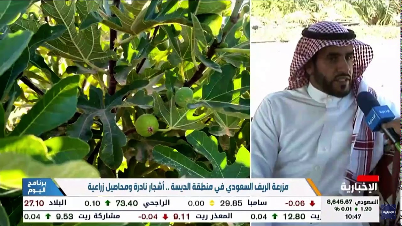 مزرعة الريف السعودي في منطقة الديسة - أشجار نادرة ومحاصيل زراعية