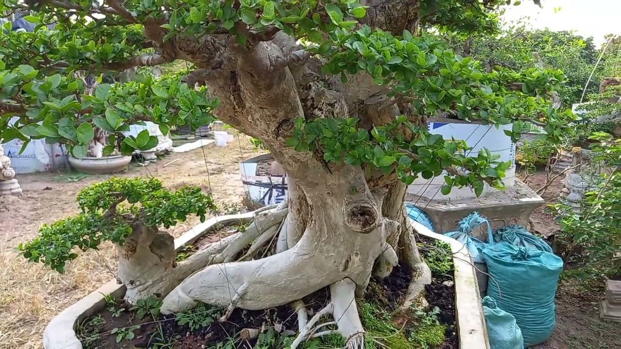 Hoàng anh mộc( duối) Quần thụ, tay cành hoàn thiện , lộc non ra xanh mướt#bonsai#garden#hoanganhmoc