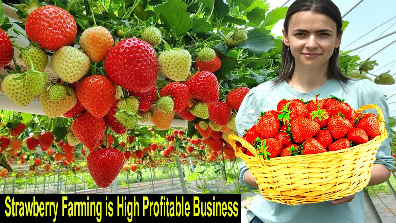 Strawberry Farming - How to Grow Strawberry - How to Start a Business Strawberry Farm