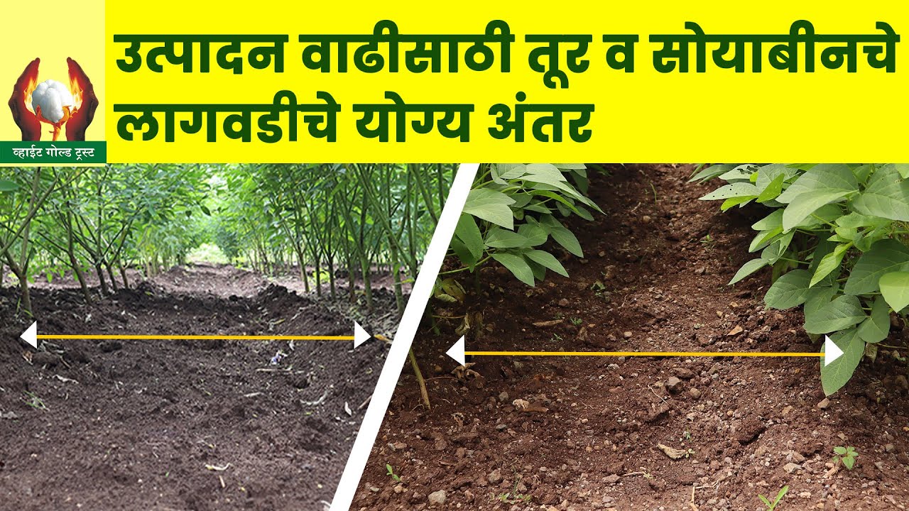 उत्पादन वाढीसाठी तूर व सोयाबीनचे लागवडीचे योग्य अंतर। #सोयाबीन #तूर #लागवड