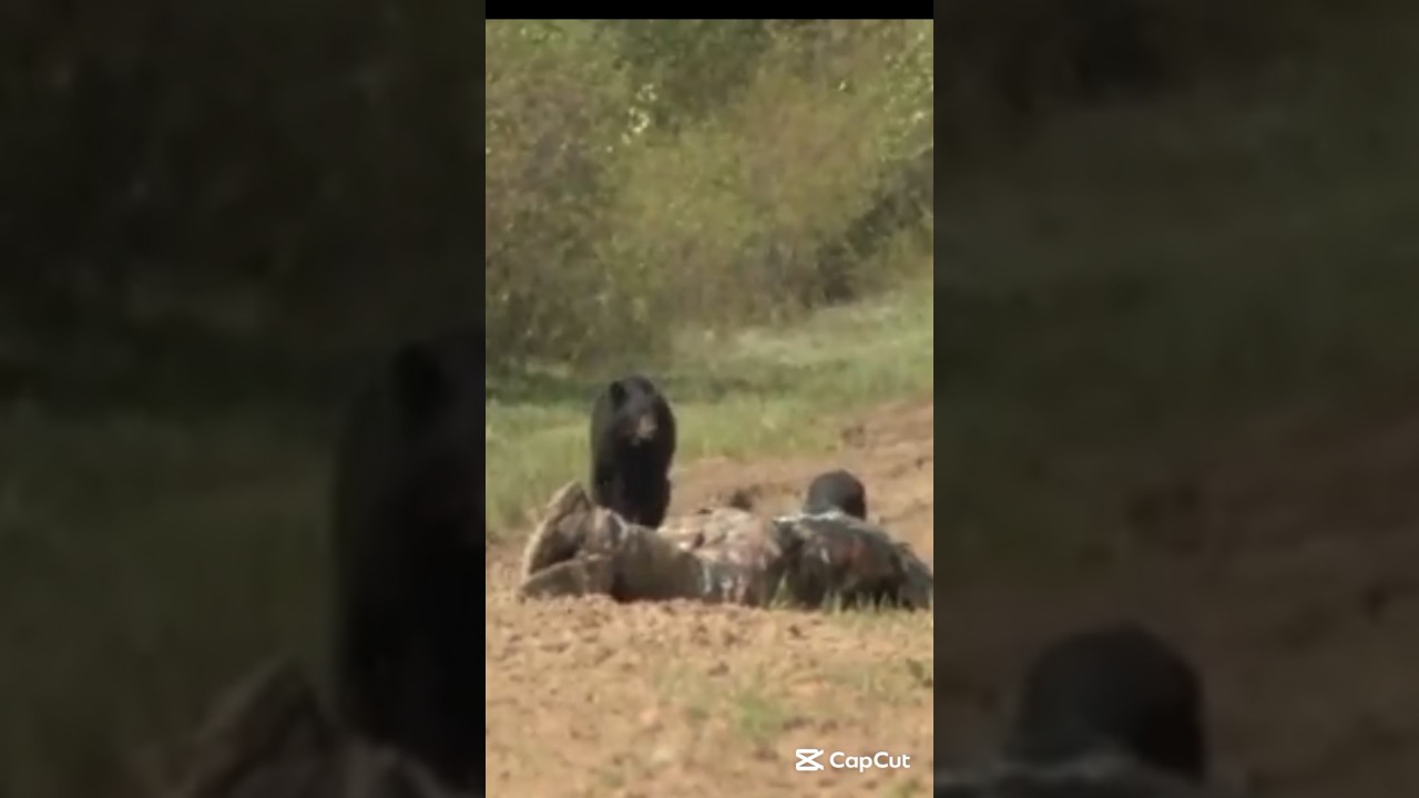 Опасная встреча с медведем в Северной Альберте#BearHunting #DangerousEncounter