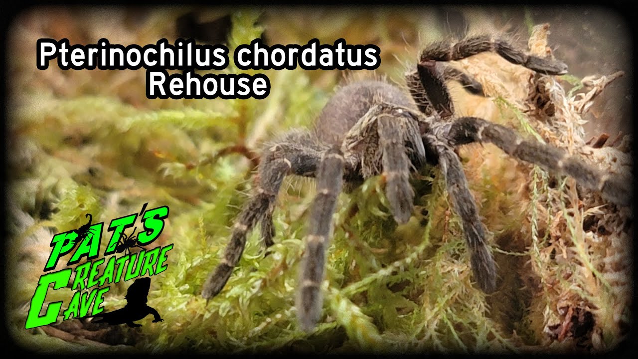 Re-housing Pterinochilus chordatus, Kilimanjaro Mustard Baboon Tarantula