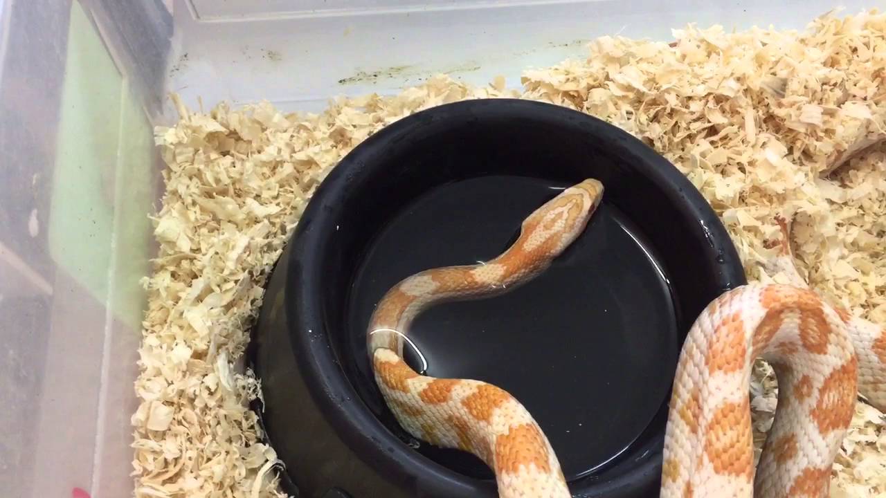 LES OEUFS DES SERPENTS DES BLES (pantherophis guttatus)