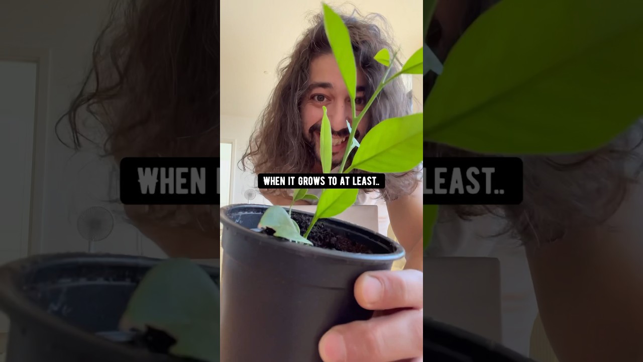 DIY Apricot Tree | creative explained #lifehacks #plants #diy