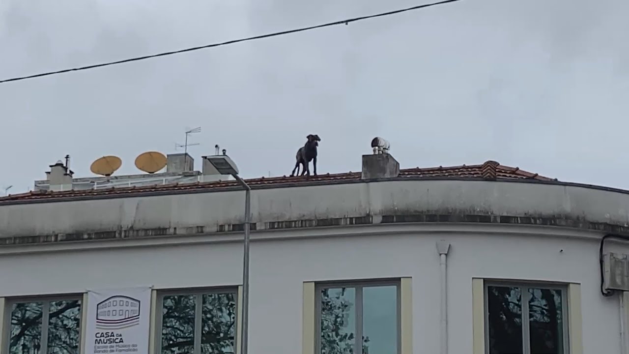 Famalicão: Equipa do CROA e bombeiros resgatam cão de telhado no centro da cidade