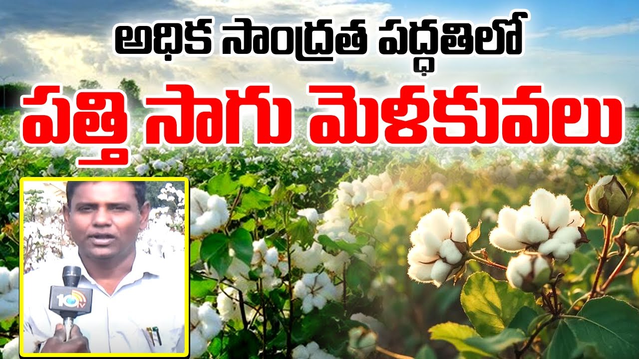 Cotton Cultivation : అధిక సాంద్రత పద్ధతిలో పత్తి సాగు మెళకువలు | Matti Manishi | 10TV