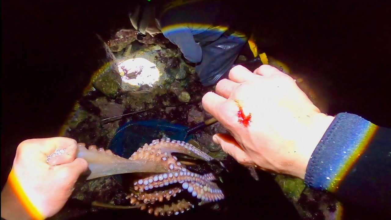 Octopus are Taking Over the Foraging Grounds - Big Lobster & Multiple Octopus ! Catch & Cook 