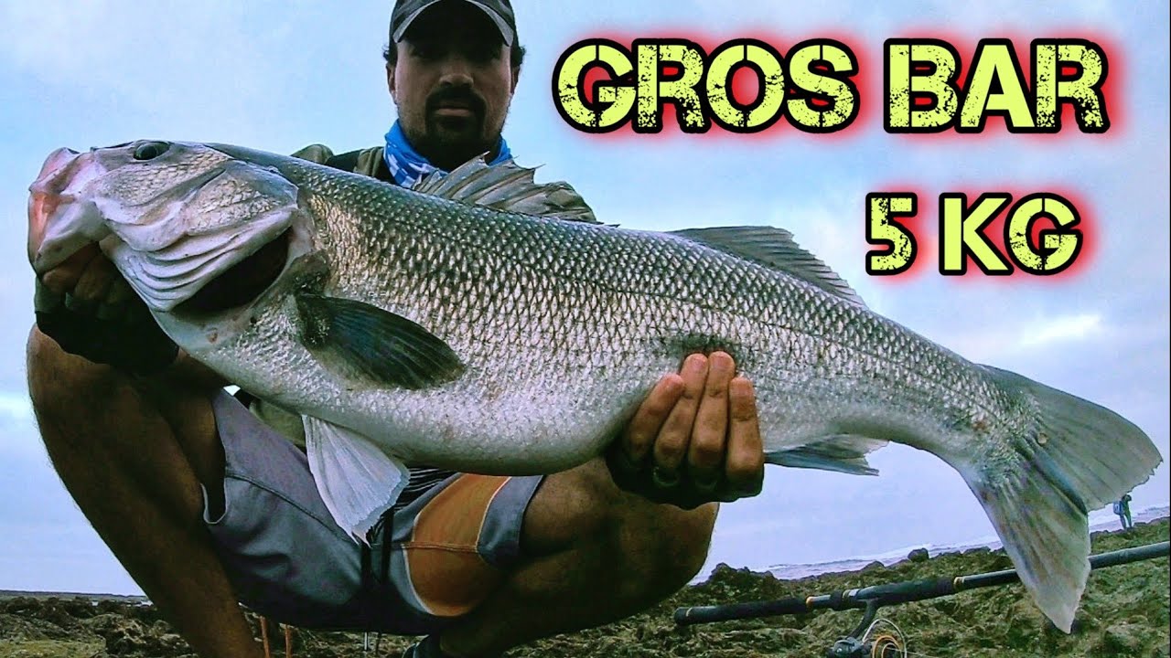 Gros bar de 5kg au spinning leurre aliexpress  صيد بالسبينينغ درعي #اجي#نصيدو#الصيد #السبينينغ