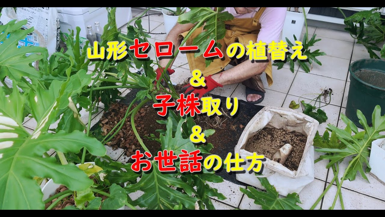 山形セローム植替え＆子株取り＆お世話の仕方