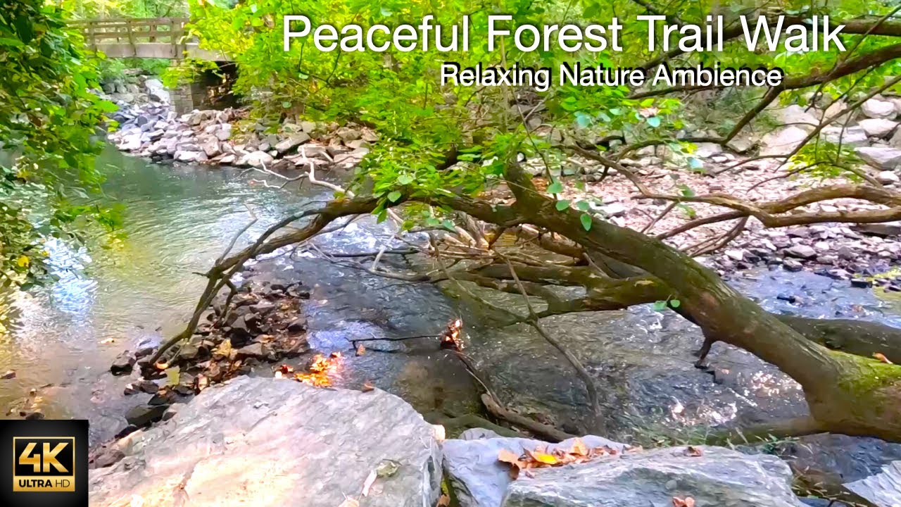 Peaceful Forest Trail Walk in 4K 🌿 Relaxing Nature Ambience for Calm, Focus & Stress Relief