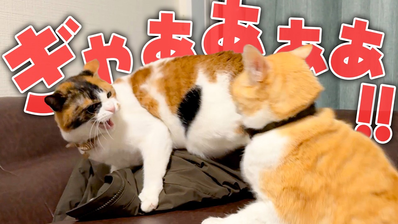 ベルちゃん&hellip;どうしちゃったの&hellip;？