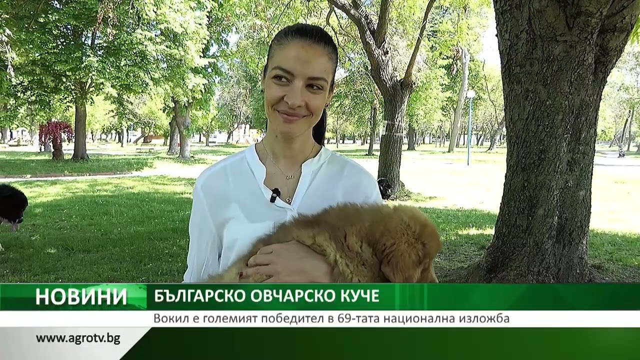 БЪЛГАРСКО ОВЧАРСКО КУЧЕ: Вокил е големият победител в 69-тата национална изложба