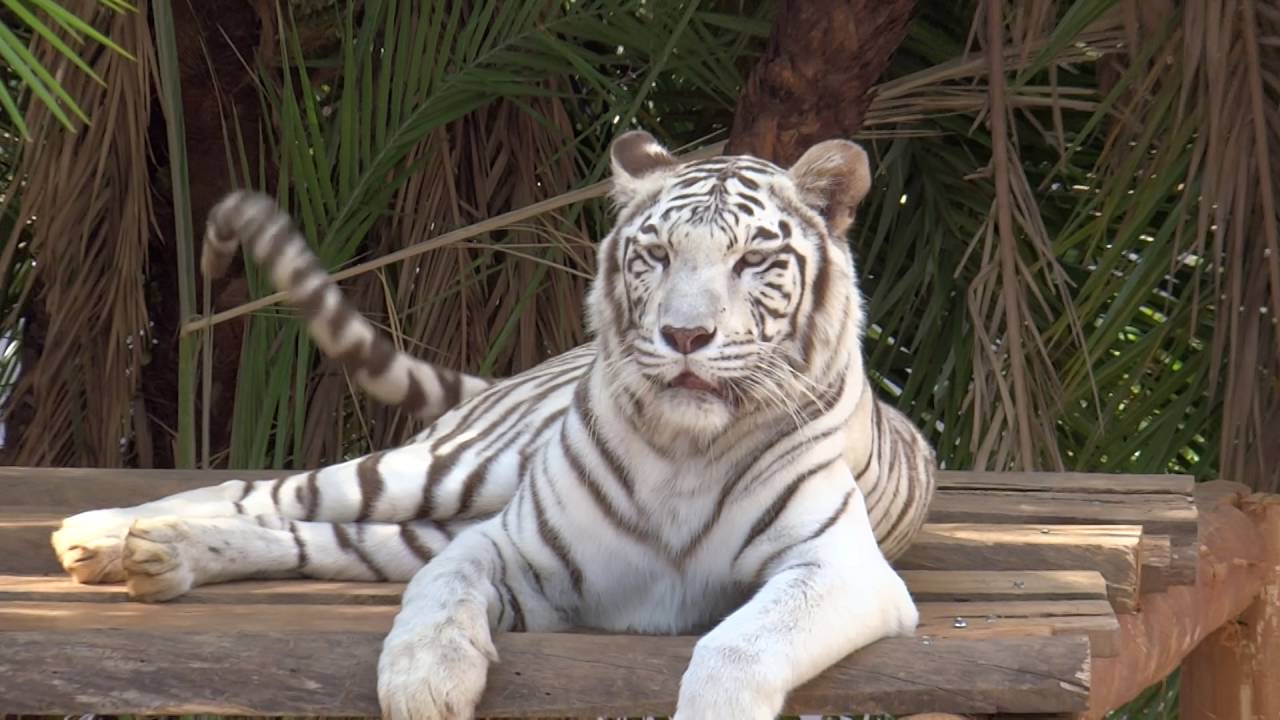 Tigre-branco no Zool&oacute;gico de Bras&iacute;lia