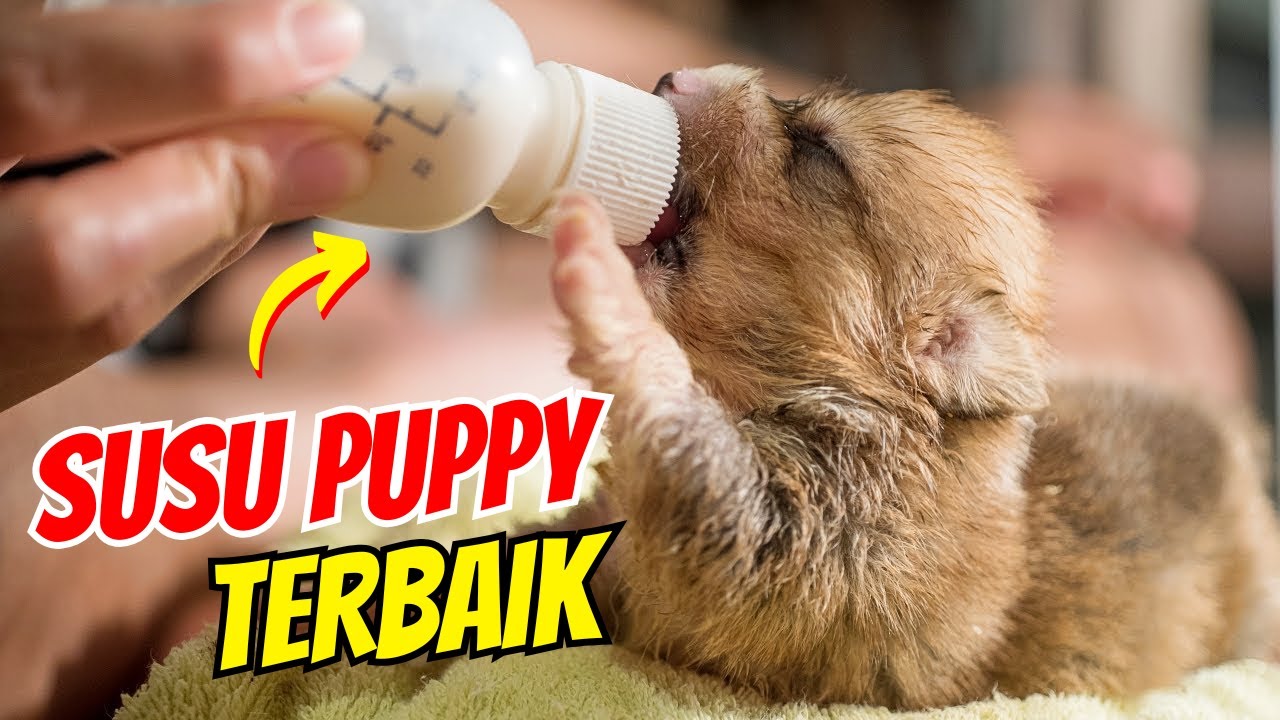 5 Rekomendasi SUSU ANJING Kualitas Terbaik | SatwaPedia