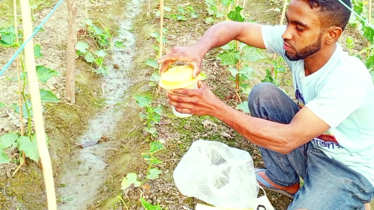 শসার জমিতে হলুদ ফাদ ব্যবহার