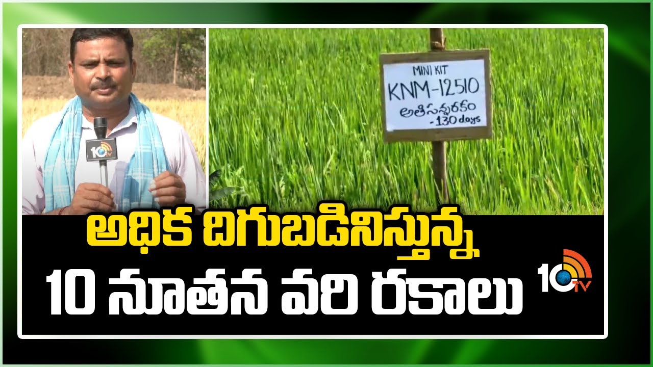 అధిక దిగుబడినిస్తున్న 10 నూతన వరి రకాలు | High Yielding New Rice Varieties | Matti Manishi | 10TV