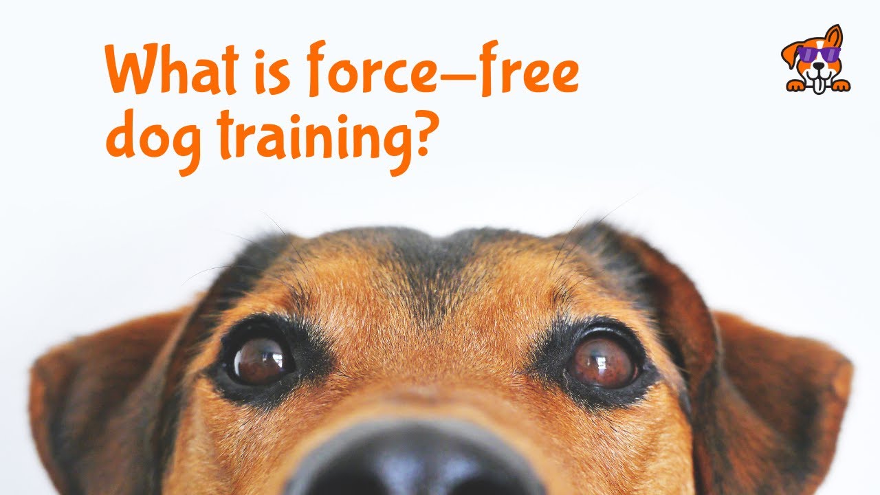 What is force-free dog training?