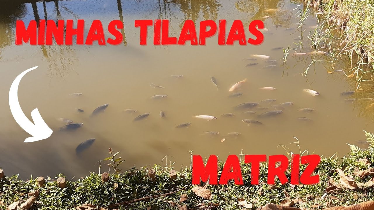 Estamos Para iniciar e Reprodução da Tilapia para temporada dos Alevinos