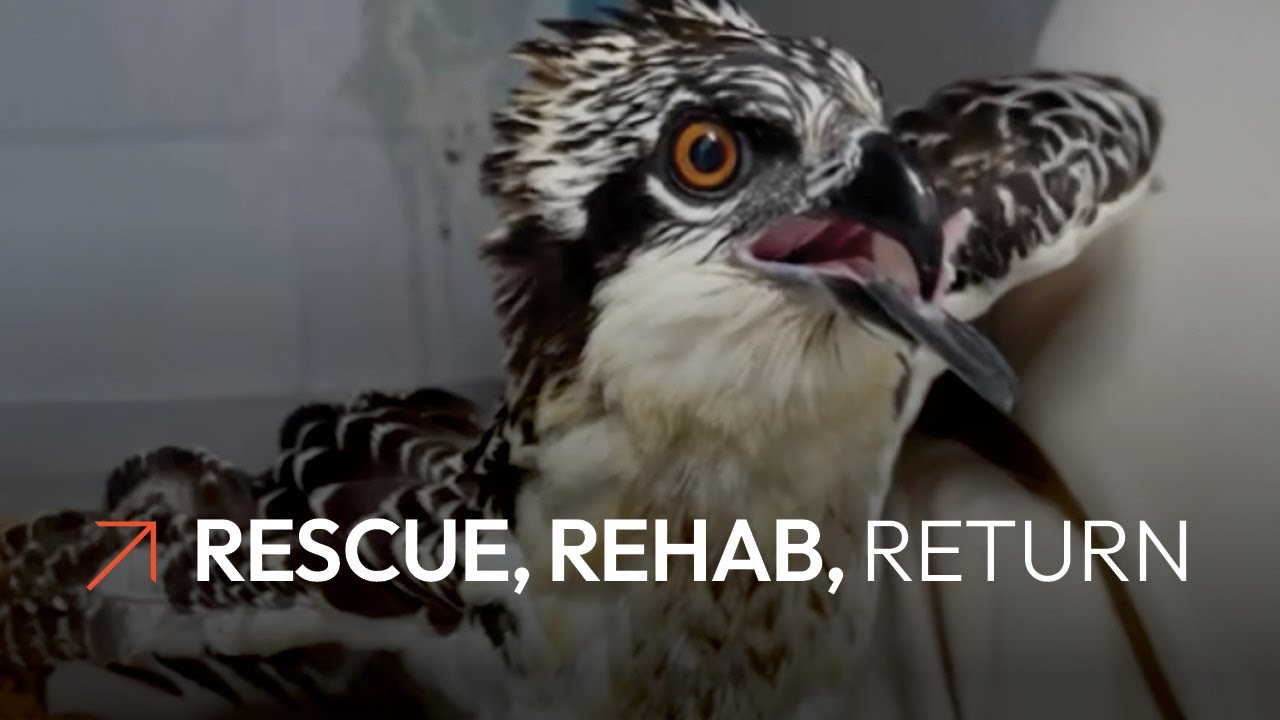 Rescue, Rehab, Return