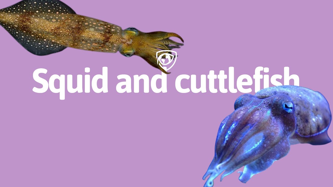Discover the Enigmatic World of Squid and Cuttlefish 🌊🦑
