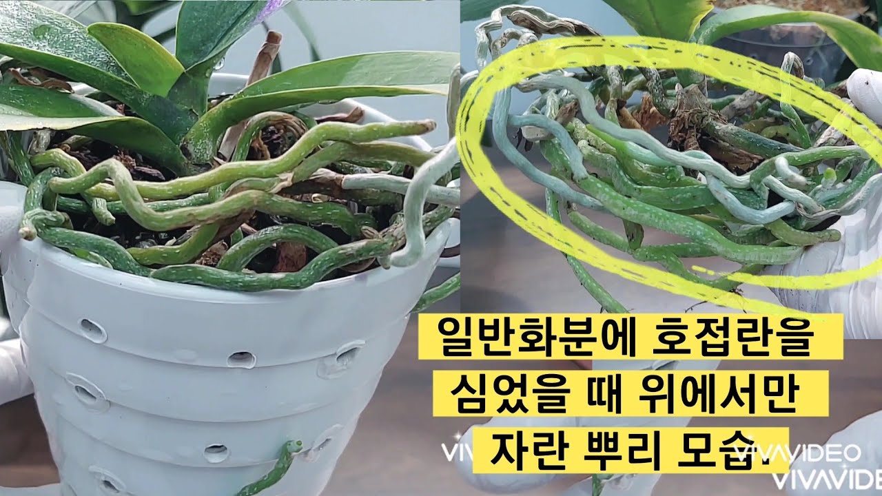 도자기화분과 투명하지 않은 화분에 호접란을 키웠을 때 & 통기성이 좋은 화분과 통기구가 없는 화분에 심은 호접란을 키운 결과.