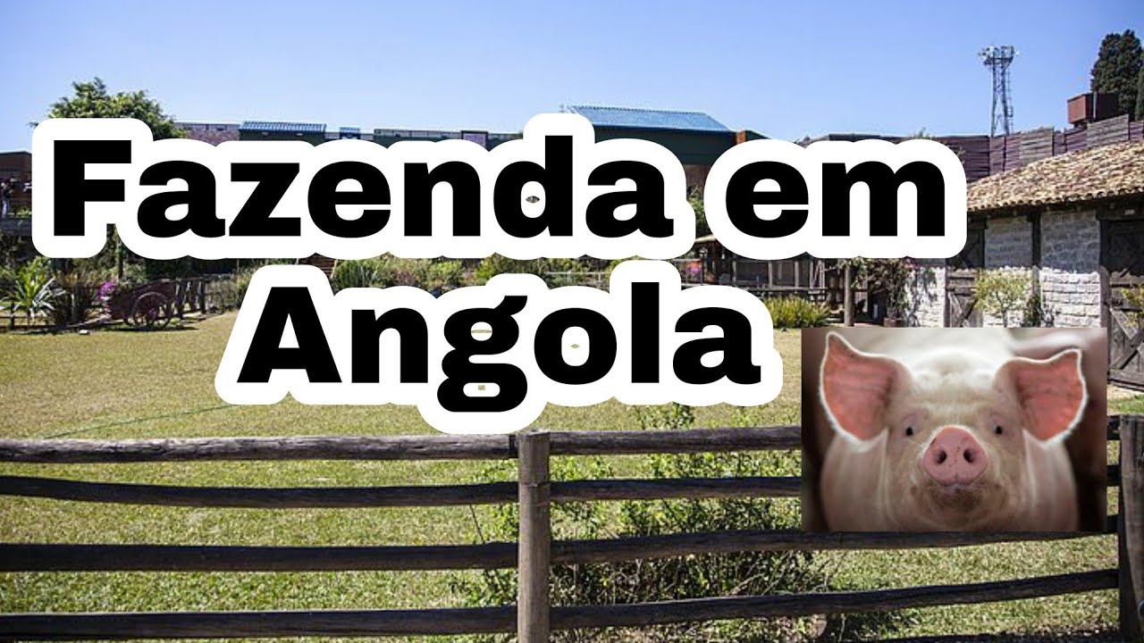 Porco gigante na fazenda do meu cliente em cabo ledo Luanda Angola.