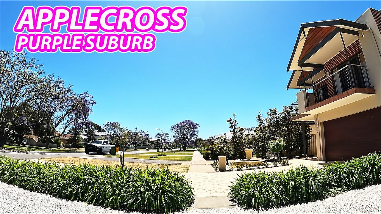 Walking Tour Suburb: APPLECROSS (Perth, Australia), Purple Jacaranda Trees Everywhere