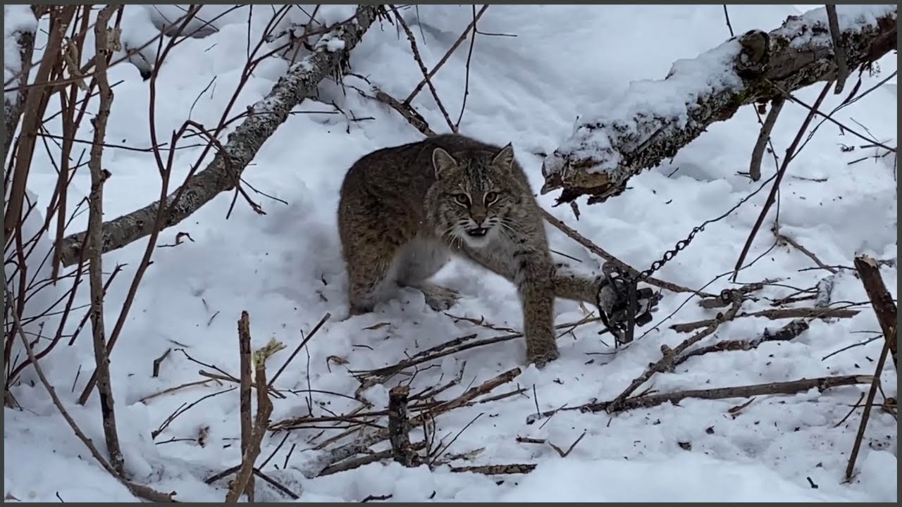 Trapping Bobcats, Mink, and Beavers!
