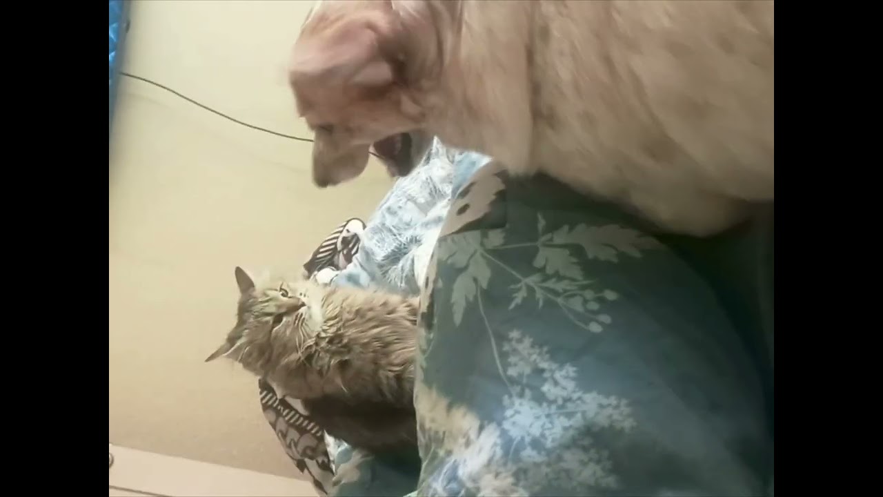 #kat