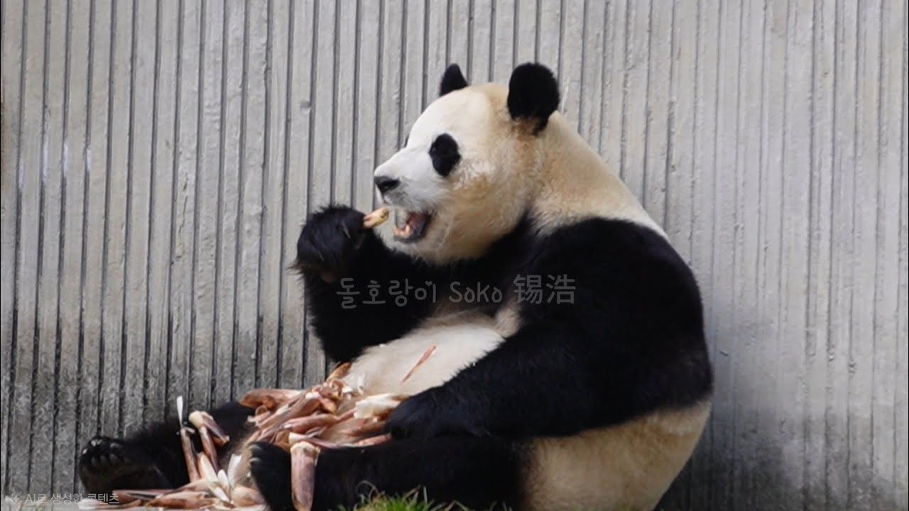 죽순 껍질로 배덮는 이불 만드는 푸야...ㅋㅋㅋ | 2월 19일 오후(푸바오 실시간) Panda Fubao
