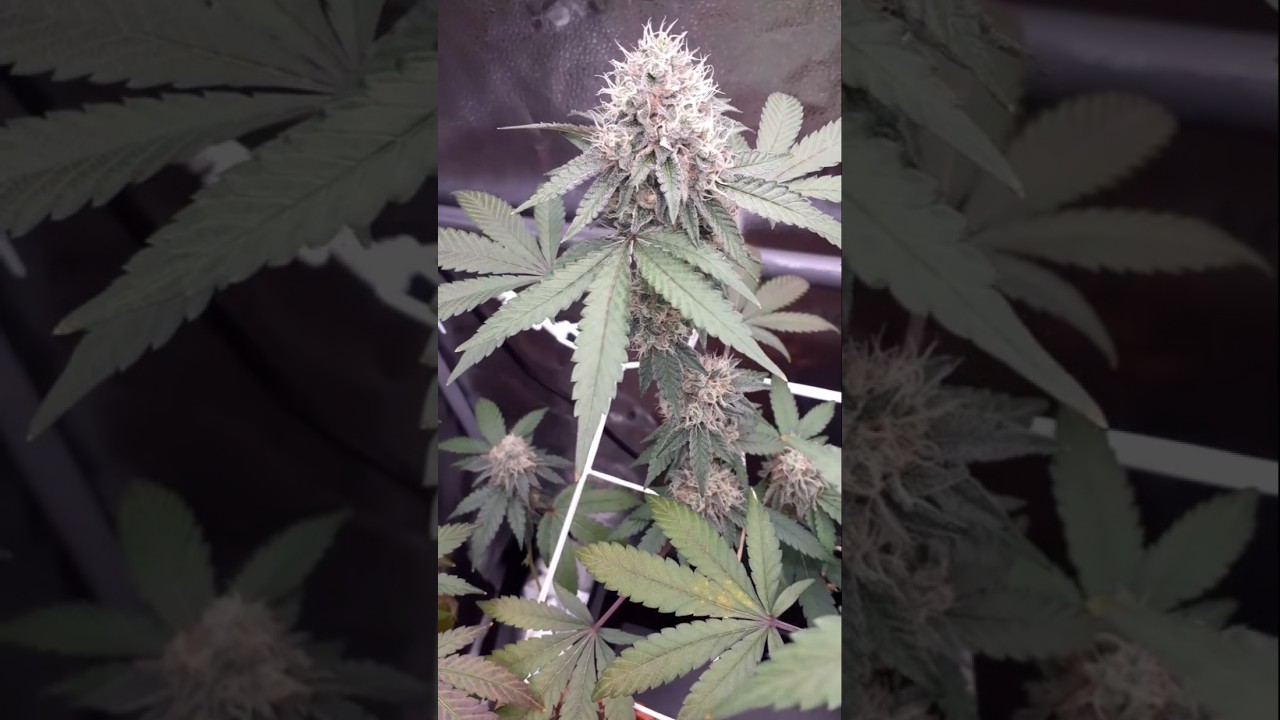 Tag 42 - Mimosa EVO 2.0