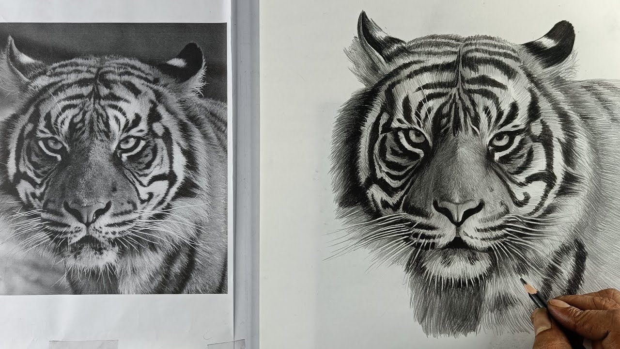 Tiger Pencil Drawing Tutorial In Tamil Part 2 | Animals Drawing | Live Art Chennai