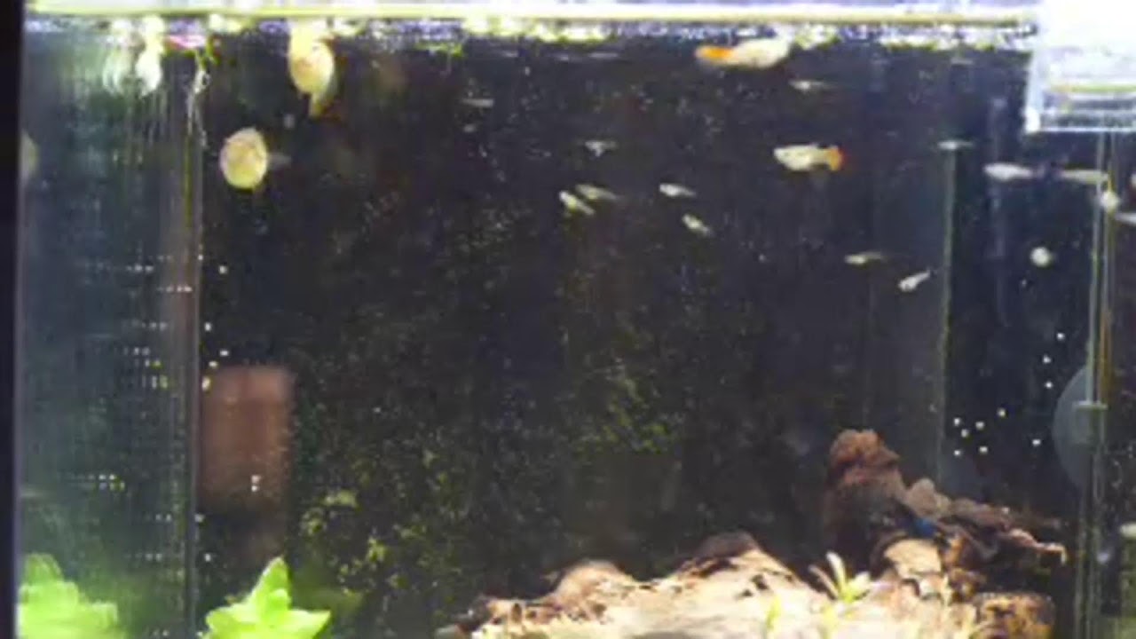 Guppy's live aquarium